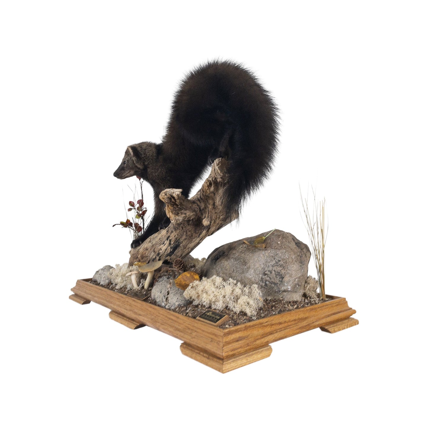 A Home Decor Taxidermy Fisher / Pekan Life Size in Glass Show Case of Grade Remarkable