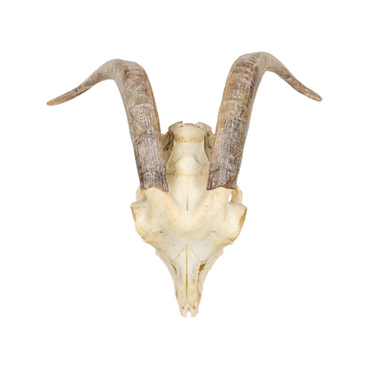A Home Decor Taxidermy Goat Skull of Grade Respectable