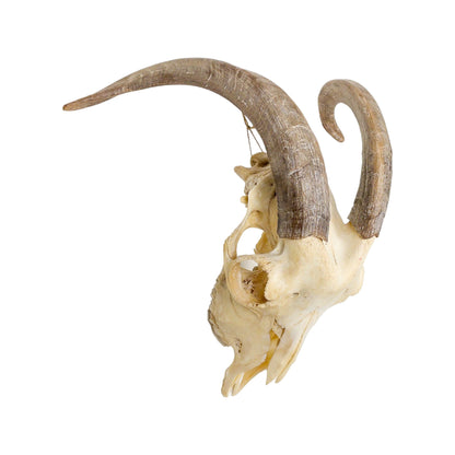 A Home Decor Taxidermy Goat Skull of Grade Respectable
