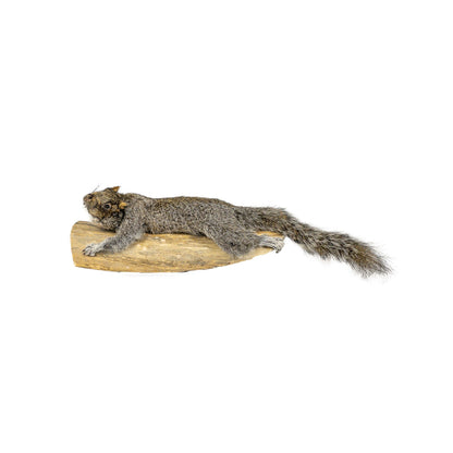 A Home Decor Taxidermy Gray Squirrel Life Size of Grade Respectable
