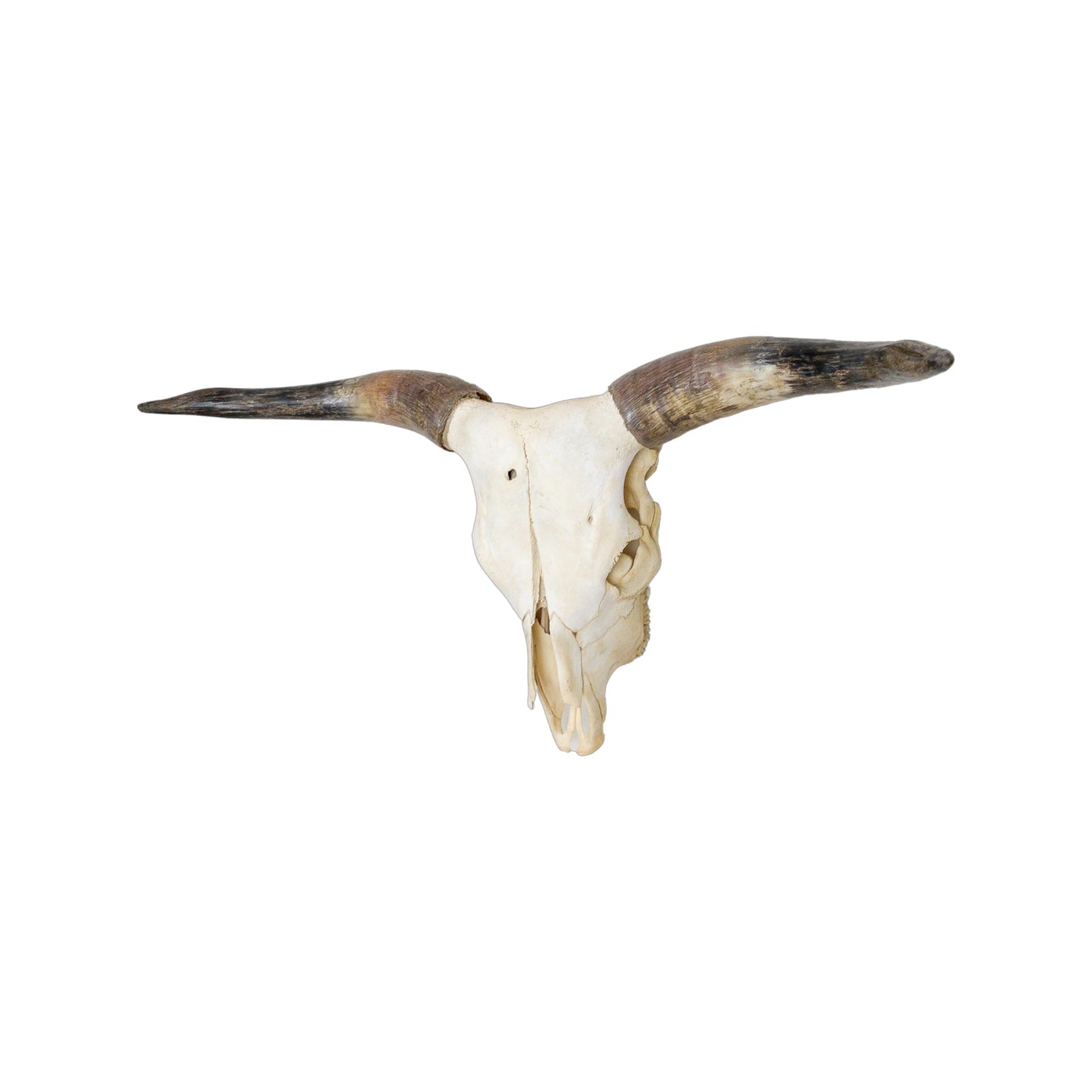 A Home Decor Taxidermy Longhorn Skull of Grade Respectable