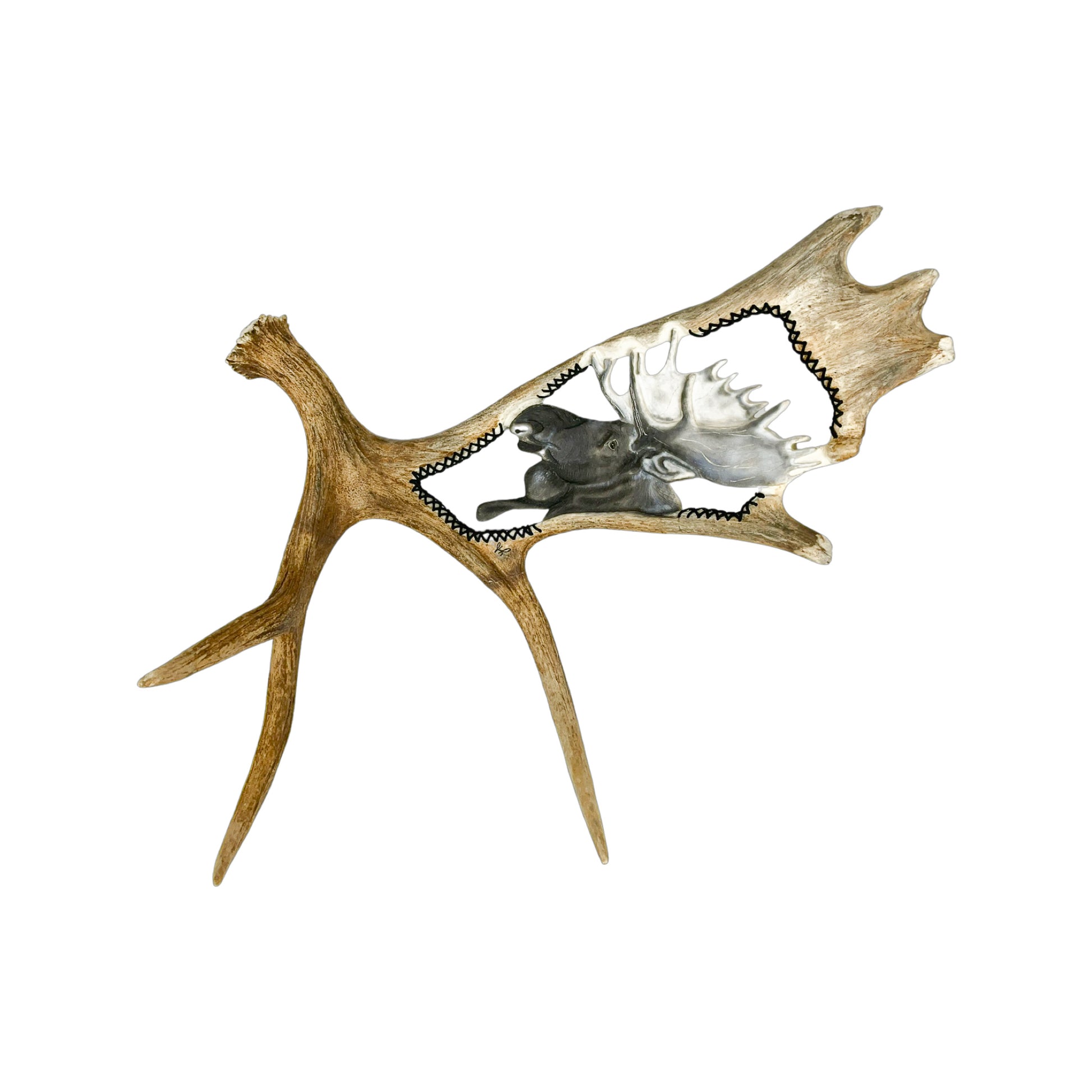 A Moose Engraved Antler Taxidermy Wall Decor featuring a moose head