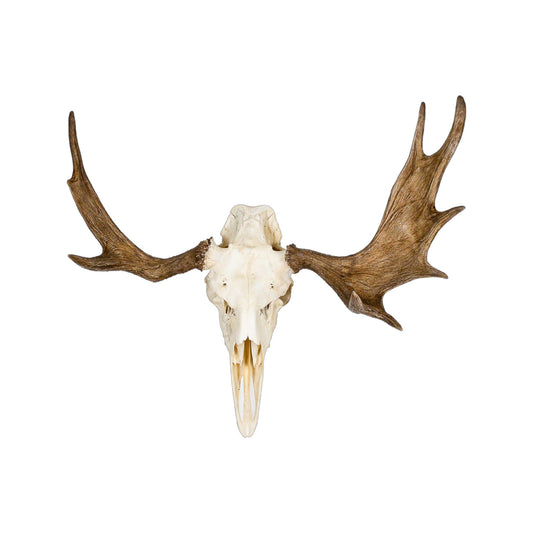 A Home Decor Taxidermy Moose European Skull of Grade Unique