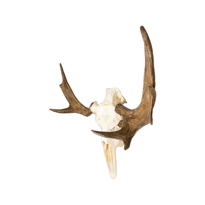 A Home Decor Taxidermy Moose European Skull of Grade Unique