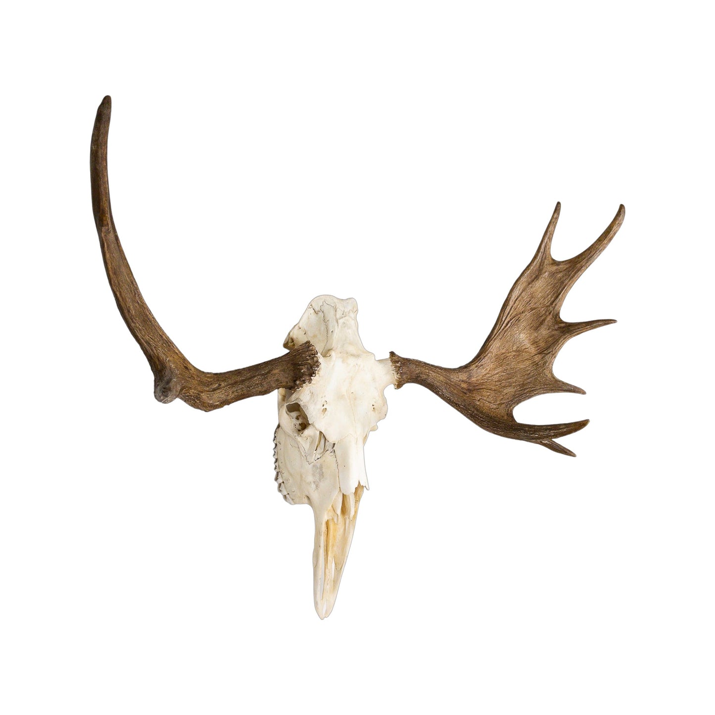 A Home Decor Taxidermy Moose European Skull of Grade Unique