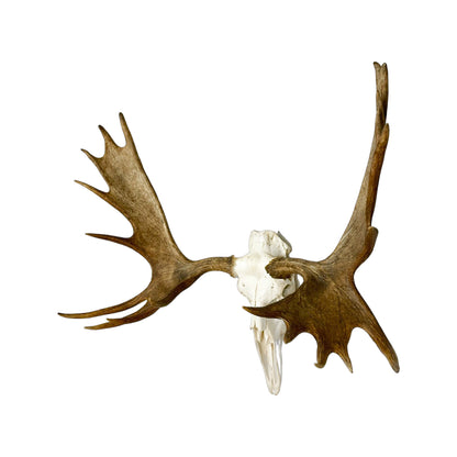 A Home Decor Taxidermy Moose European Skull of Grade Remarkable