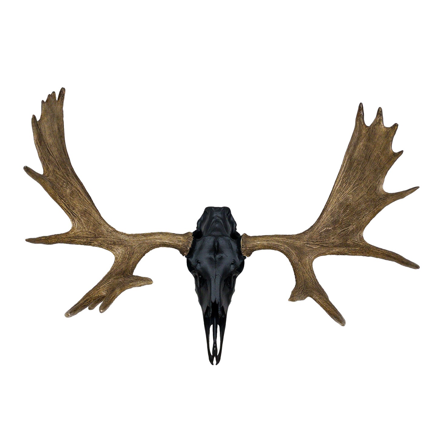A Home Decor Taxidermy Moose European Skull of Grade Remarkable