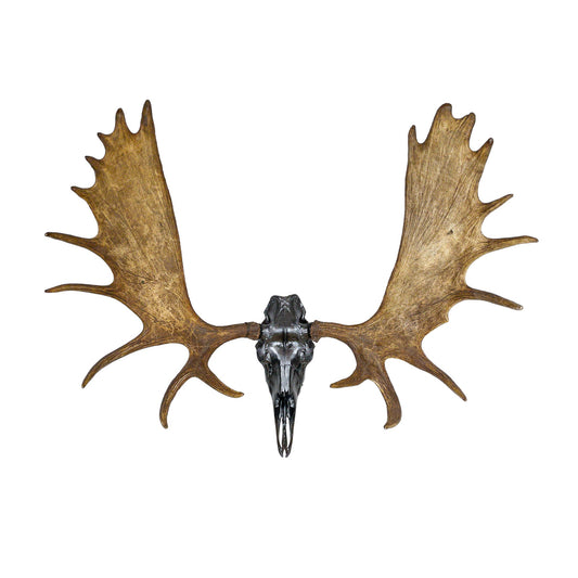 A Home Decor Taxidermy Moose Metallic Black European Skull of Grade Remarkable