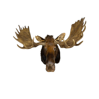 A Home Decor Taxidermy Moose Shoulder Mount of Grade Remarkable