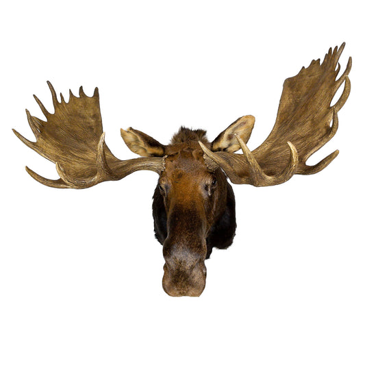 A Home Decor Taxidermy Moose Shoulder Mount of Grade Remarkable