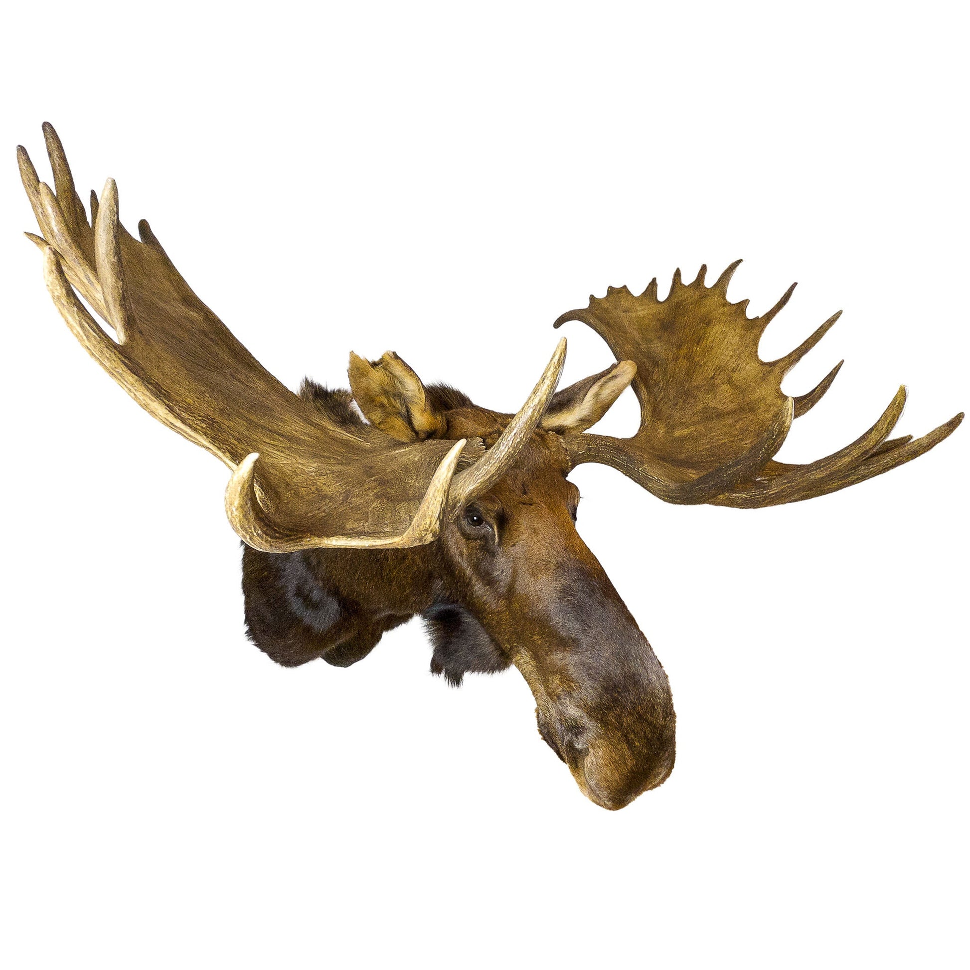 Tête d'animal en bois sculpté à la main Yeux en verre 20,3 cm par Canada  Moose -  France