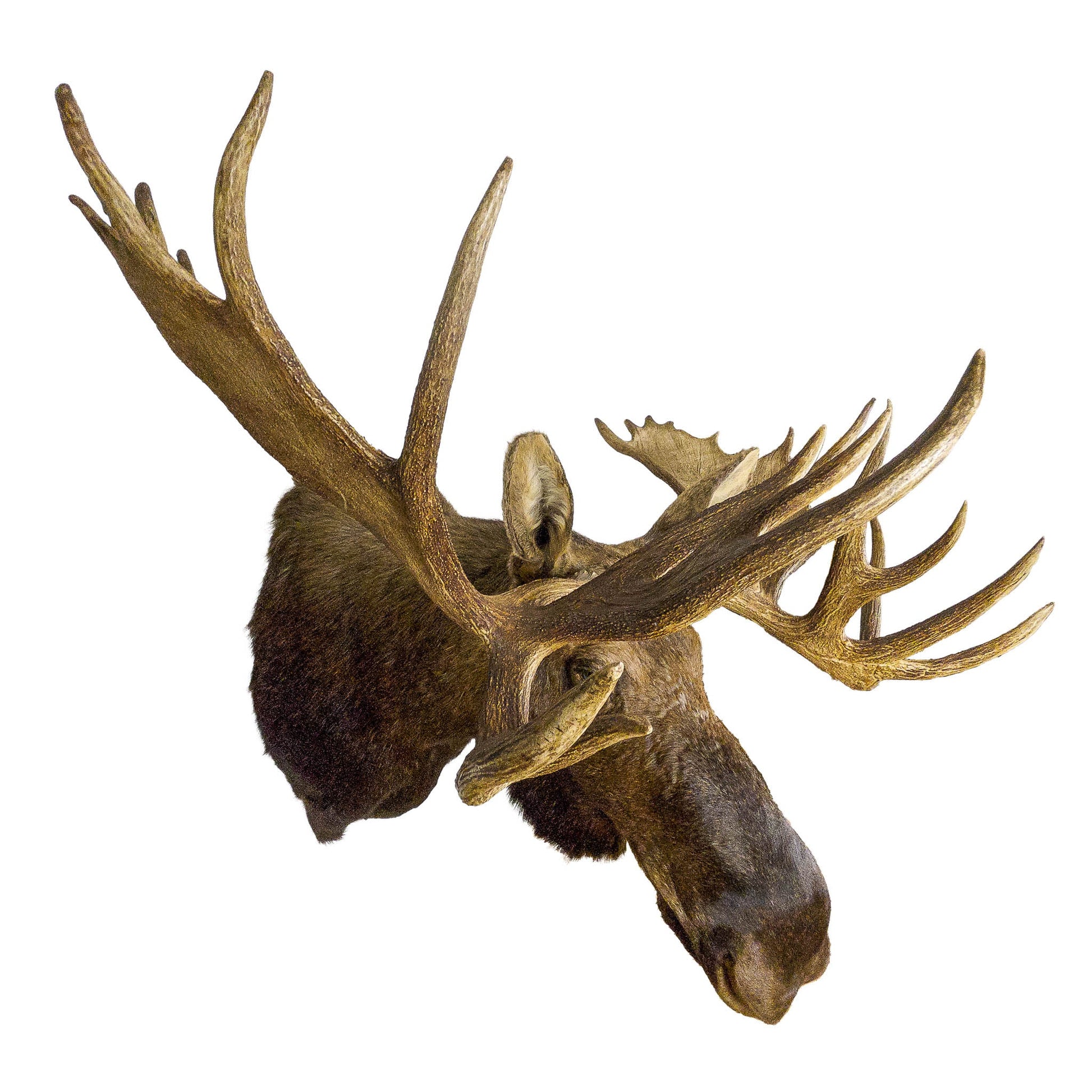 A Home Decor Taxidermy Moose Shoulder Mount of Grade Trophy