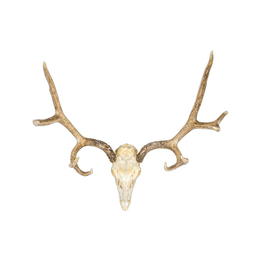 A Home Decor Taxidermy Mule Deer European Skull of Grade Respectable