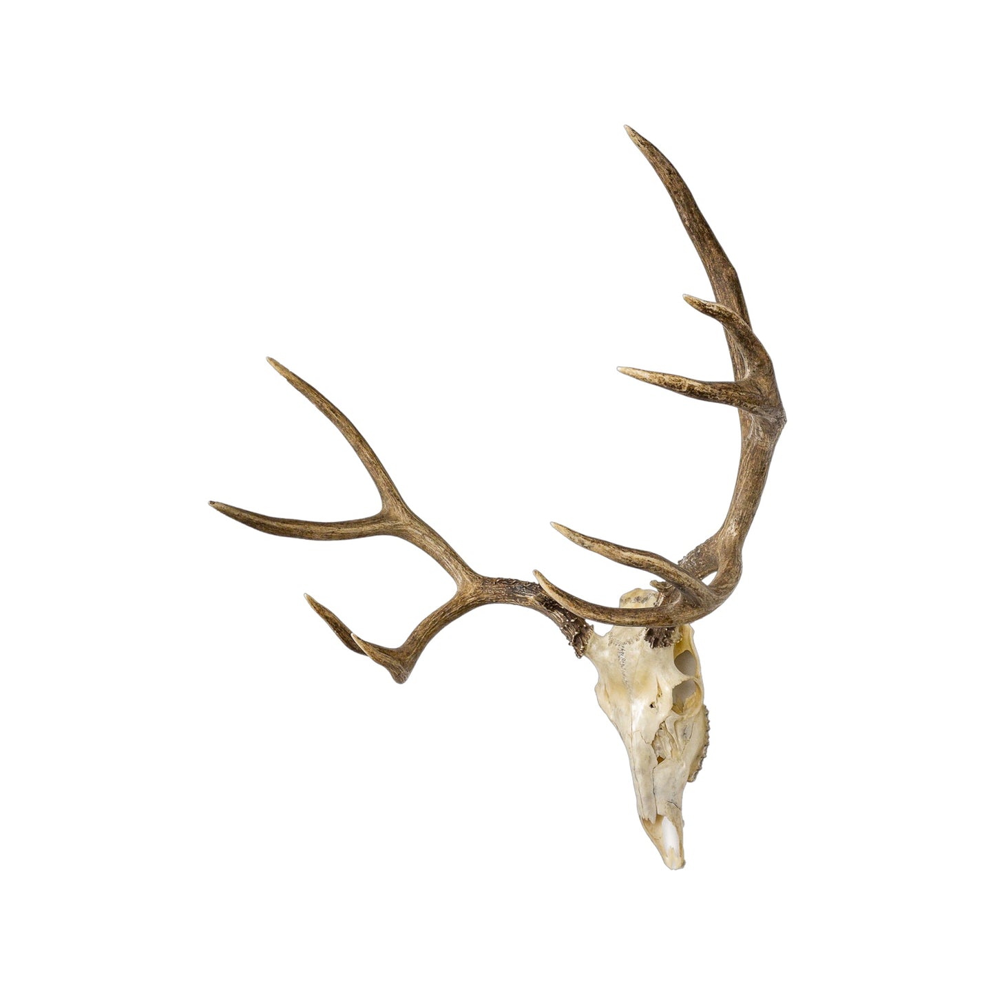 A Home Decor Taxidermy Mule Deer European Skull of Grade Respectable