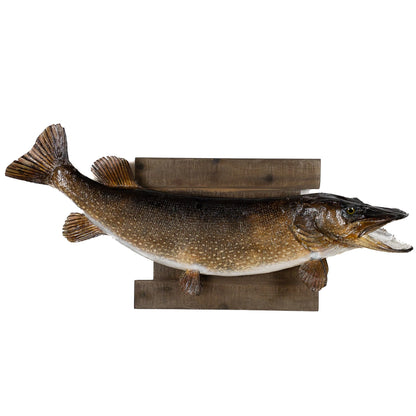 A Home Decor Taxidermy Fish Mount Pickerelof Grade Remarkable