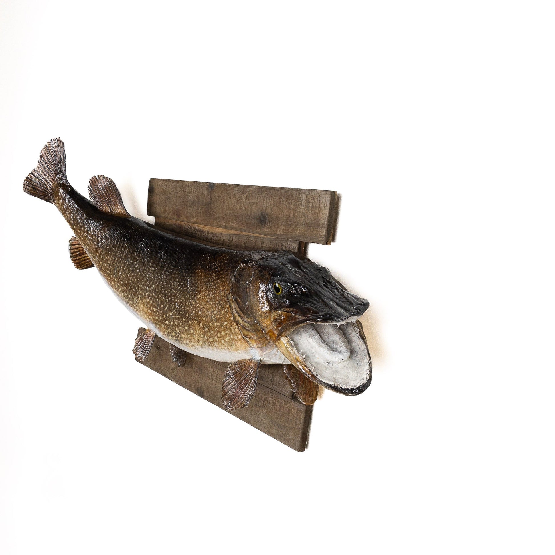 A Home Decor Taxidermy Fish Mount Pickerelof Grade Remarkable