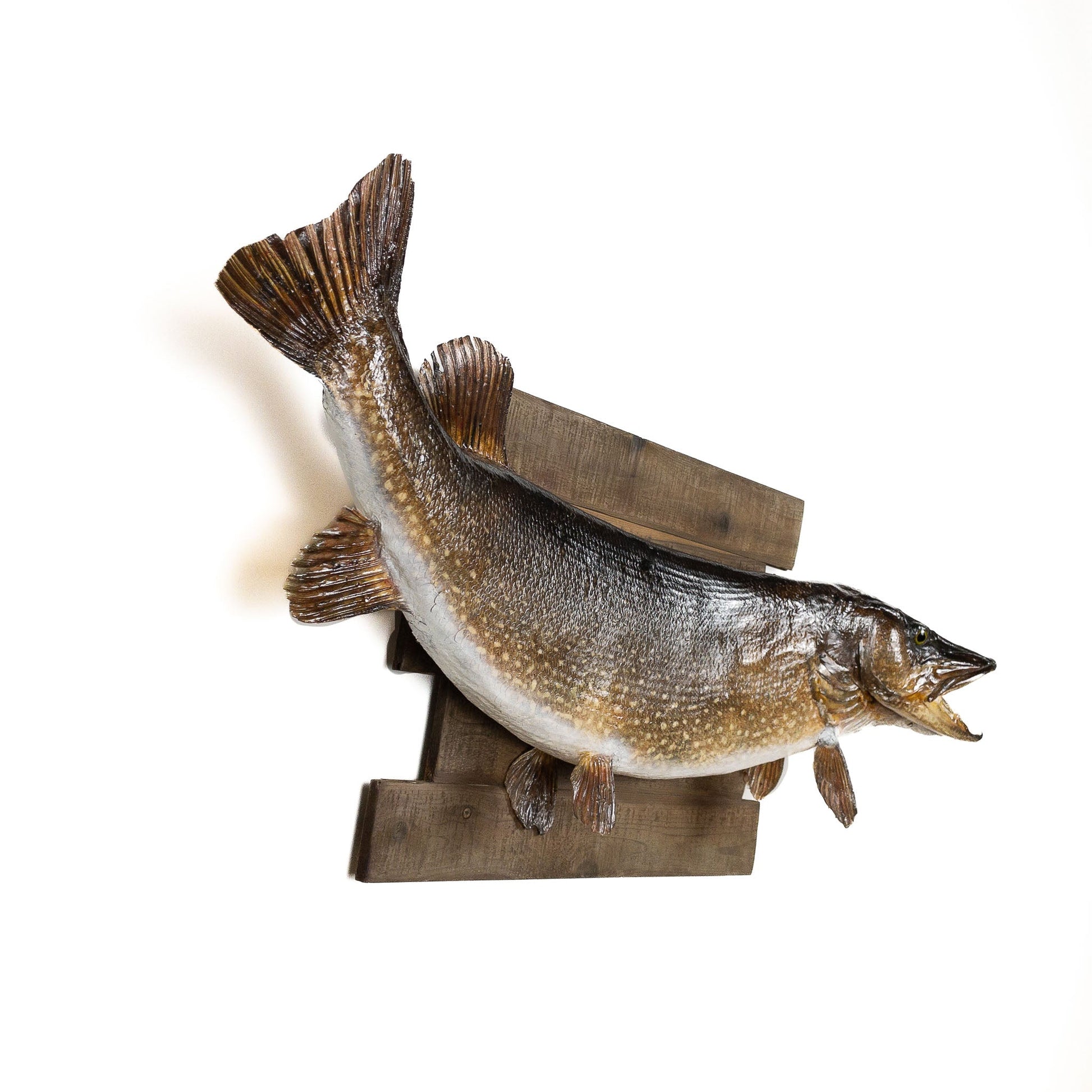 A Home Decor Taxidermy Fish Mount Pickerelof Grade Remarkable