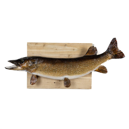 A Home Decor Taxidermy Fish Mount Pickerelof Grade Remarkable