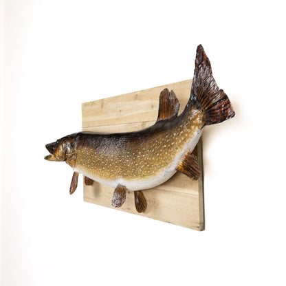 A Home Decor Taxidermy Fish Mount Pickerelof Grade Remarkable