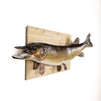 A Home Decor Taxidermy Fish Mount Pickerelof Grade Remarkable