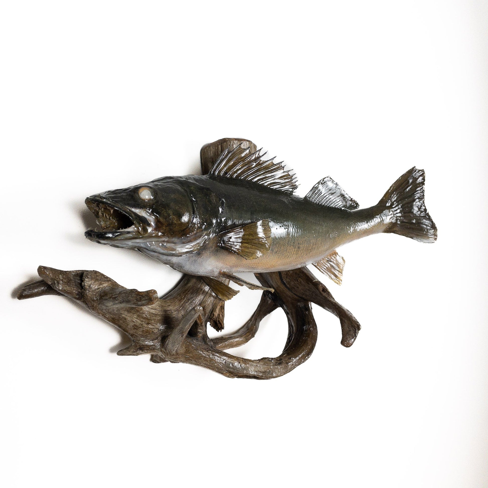 A Home Decor Taxidermy Fish Mount Pickerelof Grade Remarkable