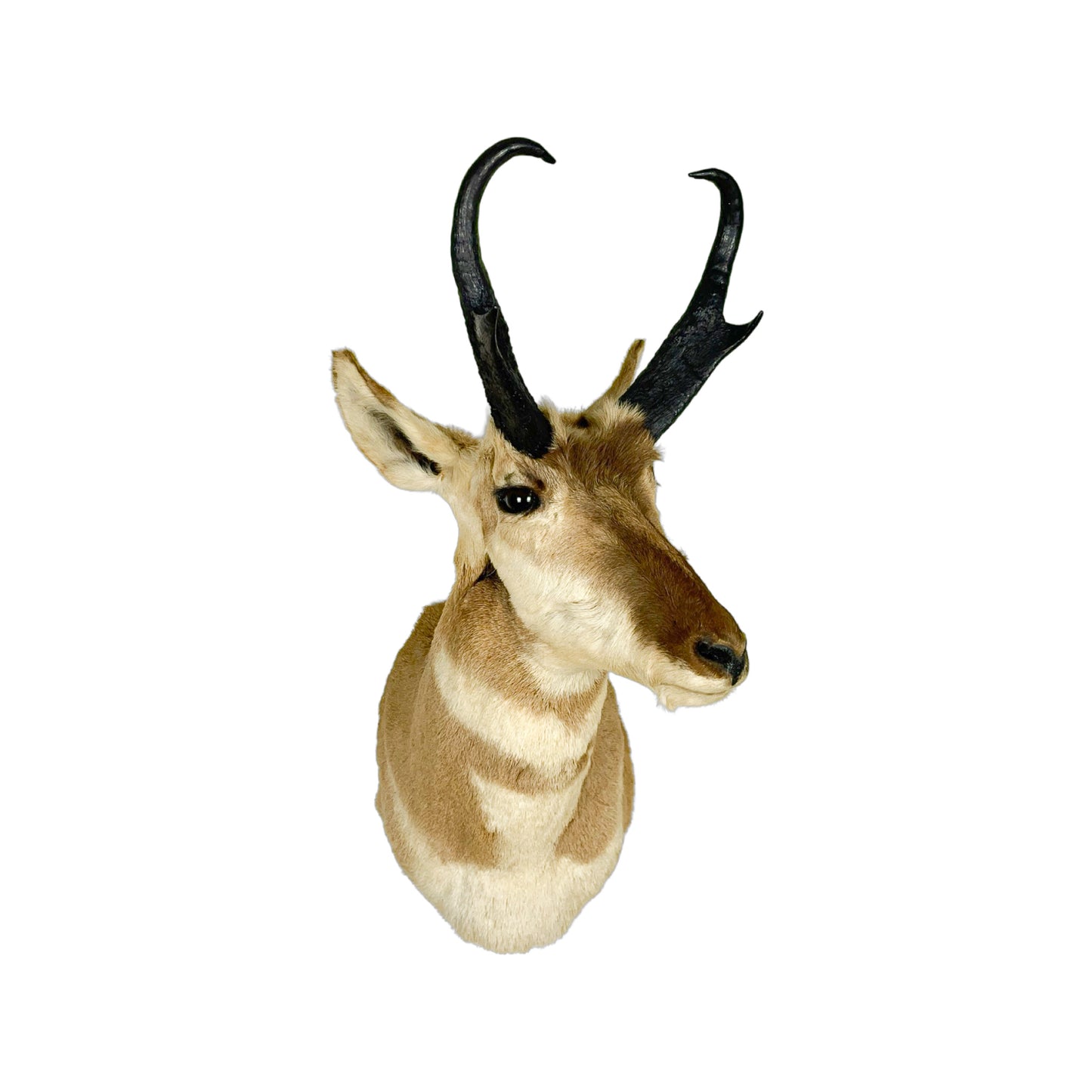 A Home Decor Taxidermy Pronghorn Shoulder Mount of Grade Respectable