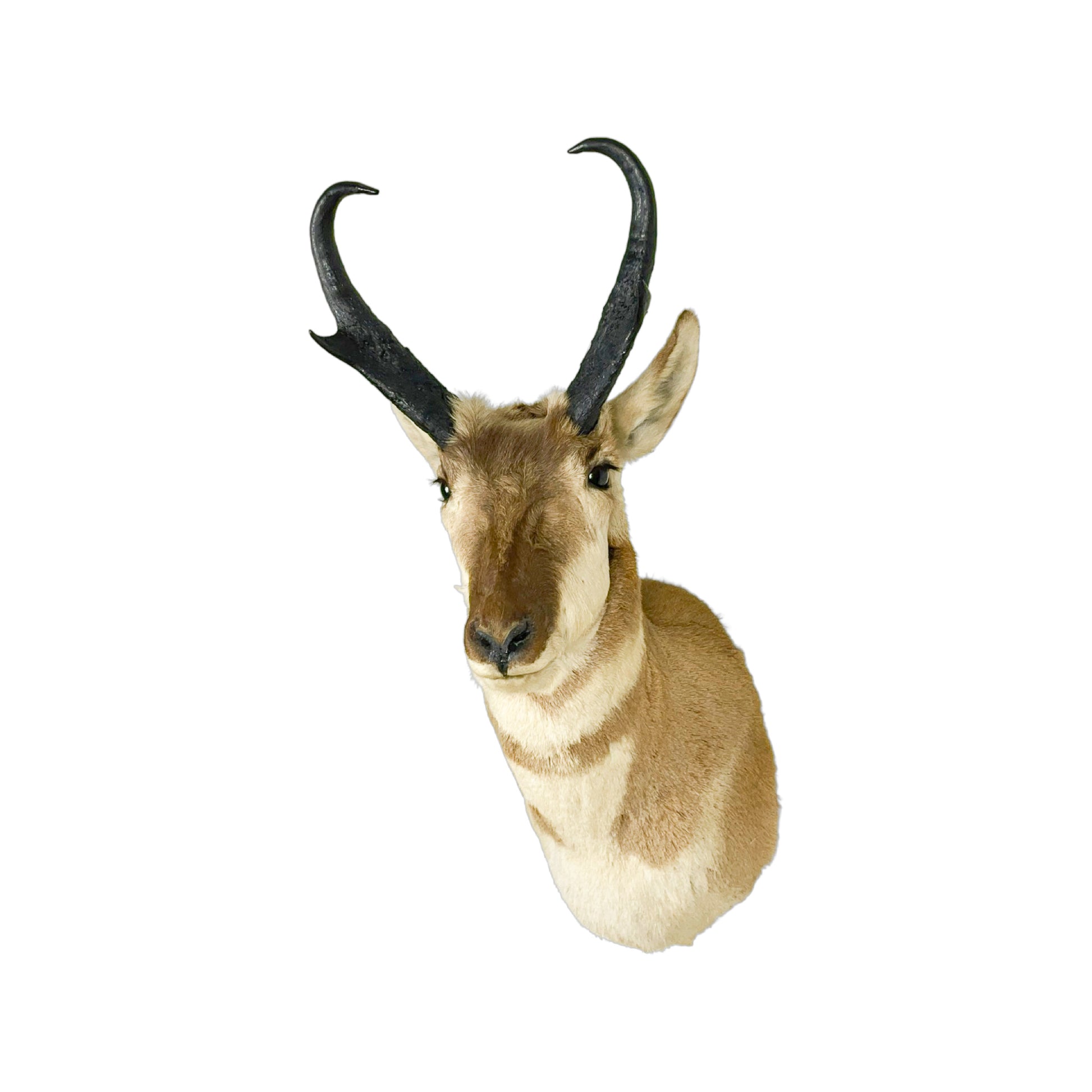 A Home Decor Taxidermy Pronghorn Shoulder Mount of Grade Respectable