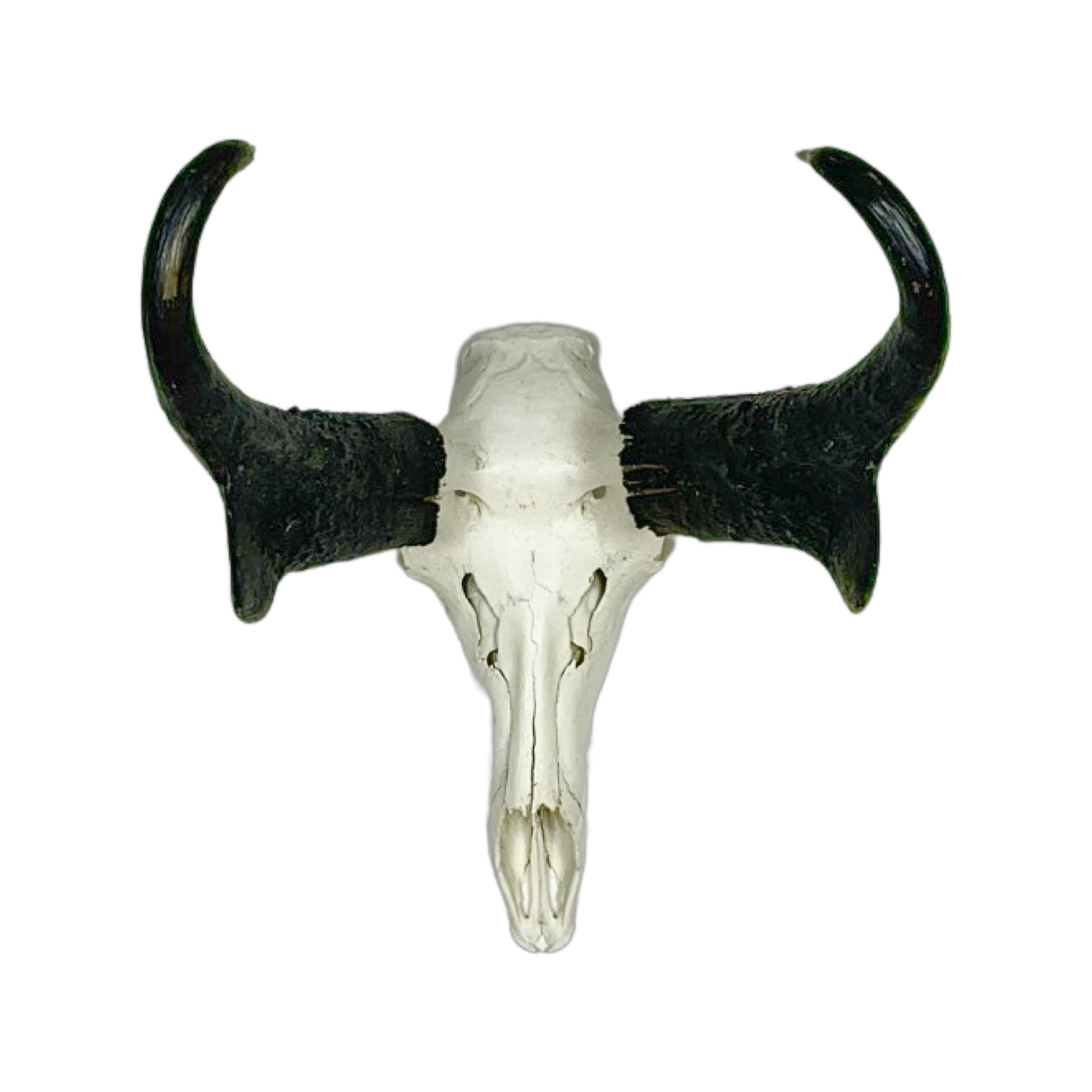 A Home Decor Taxidermy Pronghorn Skull of Grade Trophy
