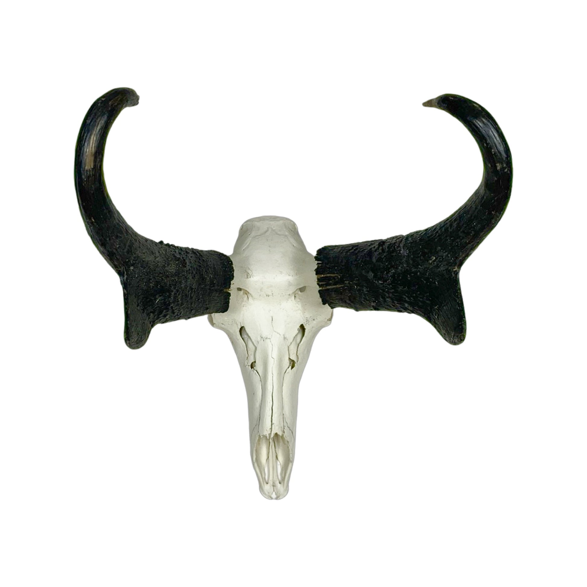 A Home Decor Taxidermy Pronghorn Skull of Grade Trophy