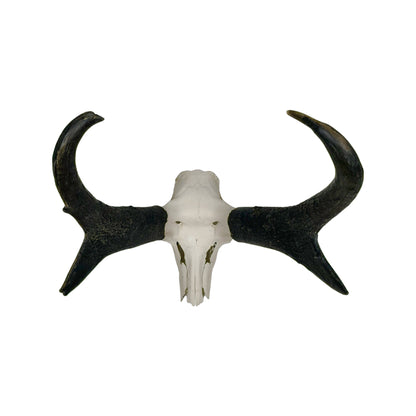 A Home Decor Taxidermy Pronghorn Skull of Grade Respectable