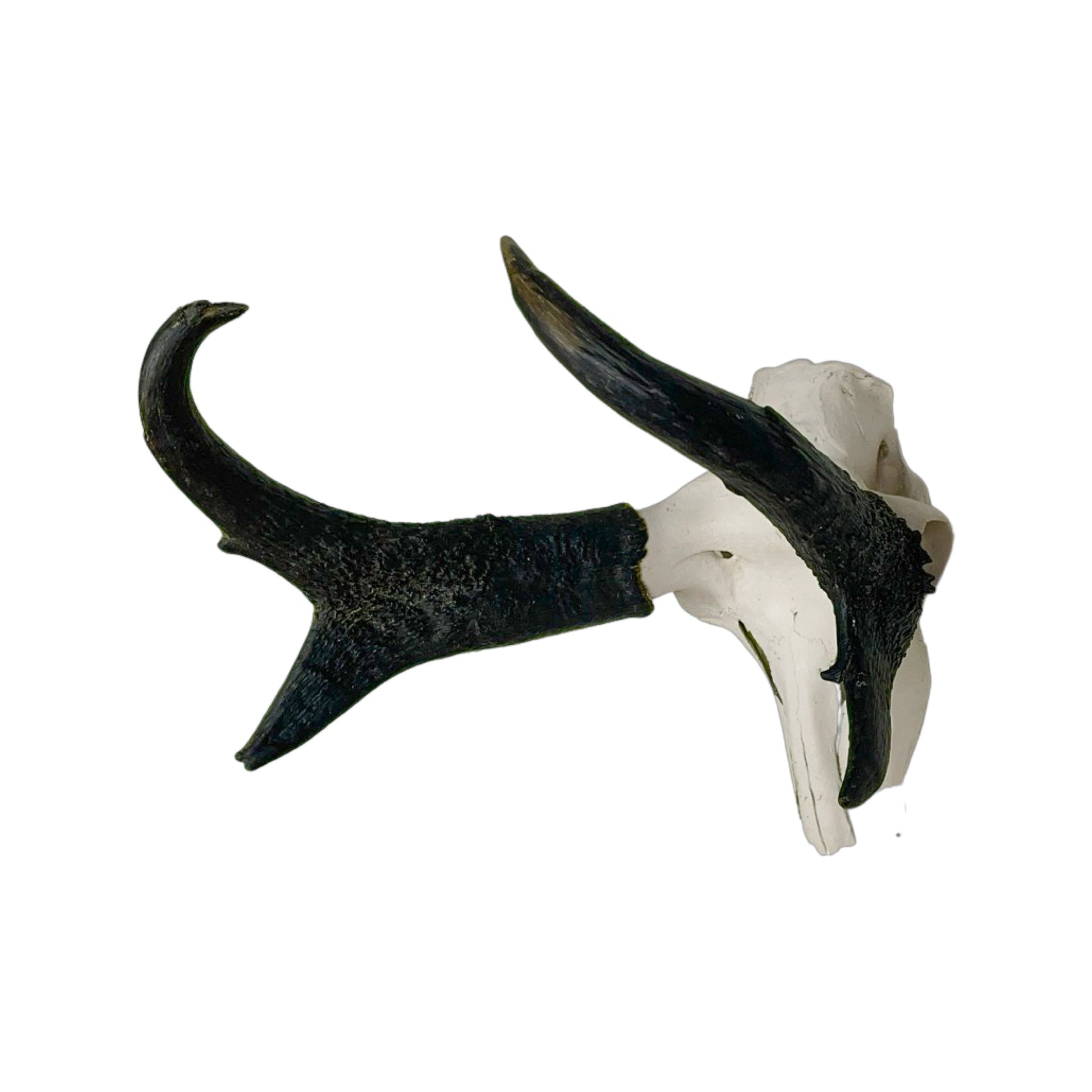 A Home Decor Taxidermy Pronghorn Skull of Grade Respectable