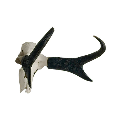 A Home Decor Taxidermy Pronghorn Skull of Grade Respectable