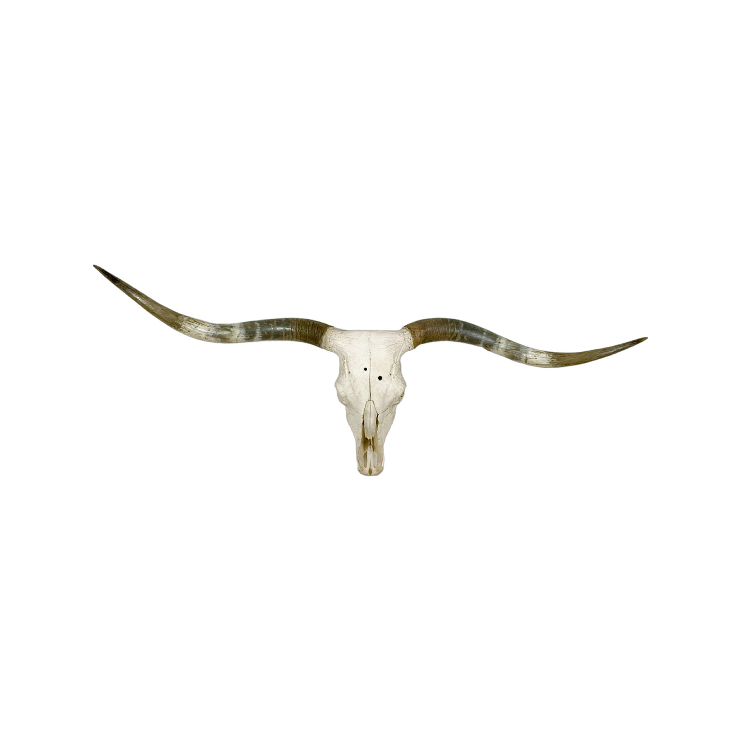 A Home Decor Taxidermy Texas Longhorn Skull of Grade Respectable