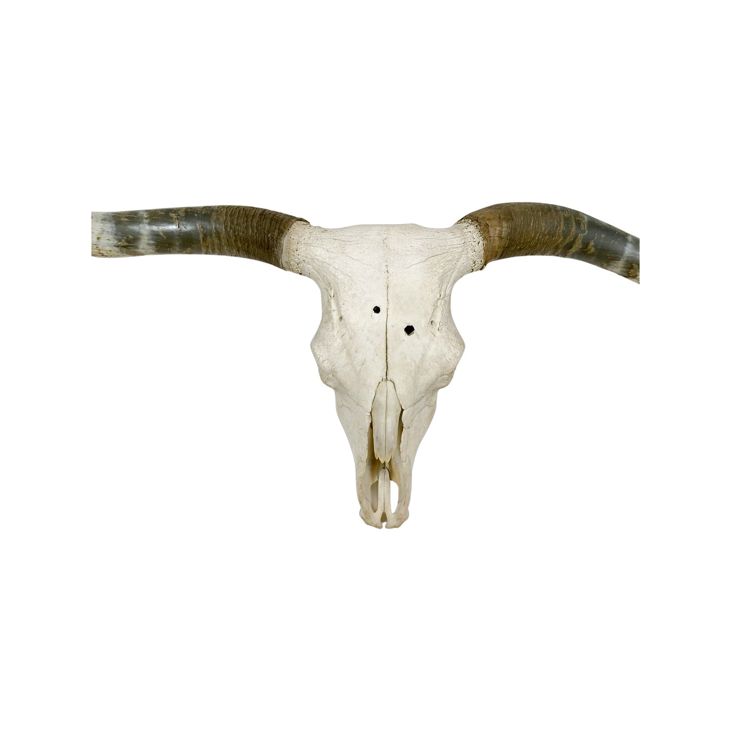 A Home Decor Taxidermy Texas Longhorn Skull of Grade Respectable