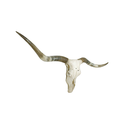 A Home Decor Taxidermy Texas Longhorn Skull of Grade Respectable