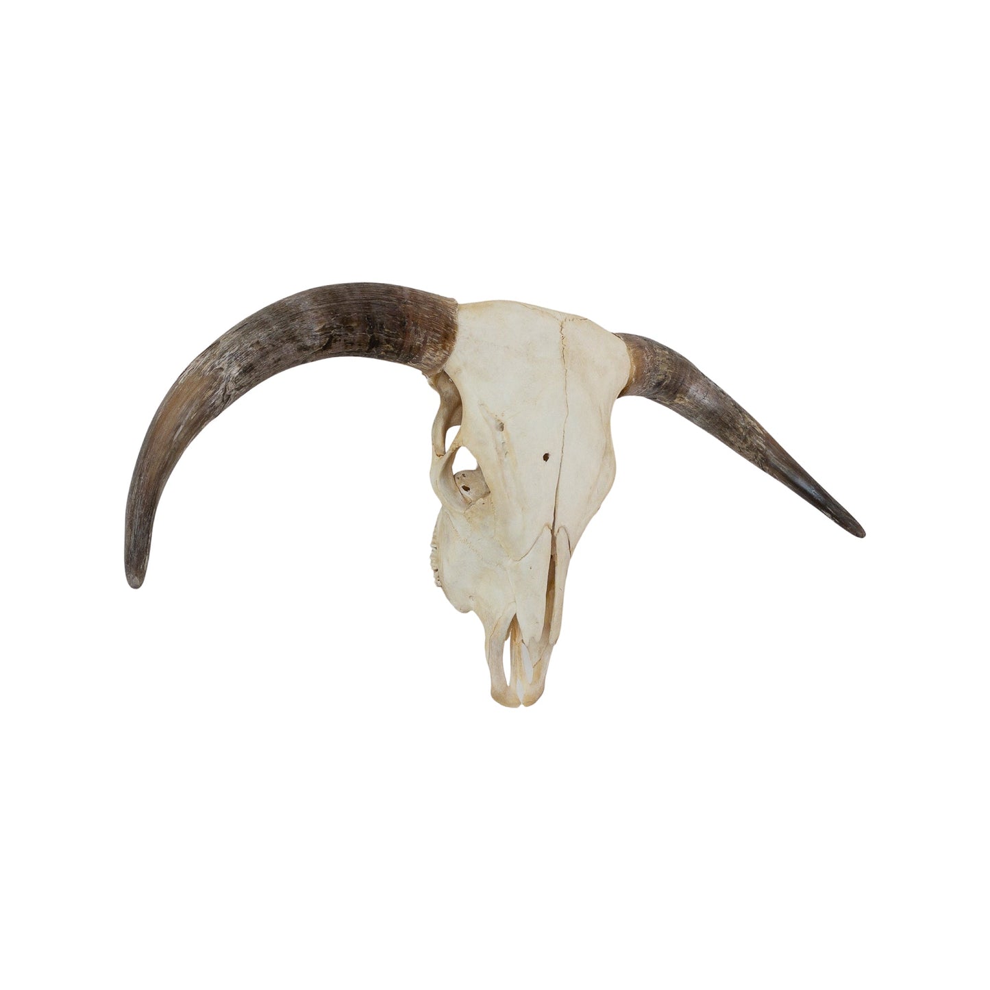 A Home Decor Taxidermy Skull Texas longhornof Grade Remarkable