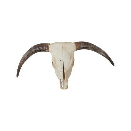 A Home Decor Taxidermy Skull Texas longhornof Grade Remarkable
