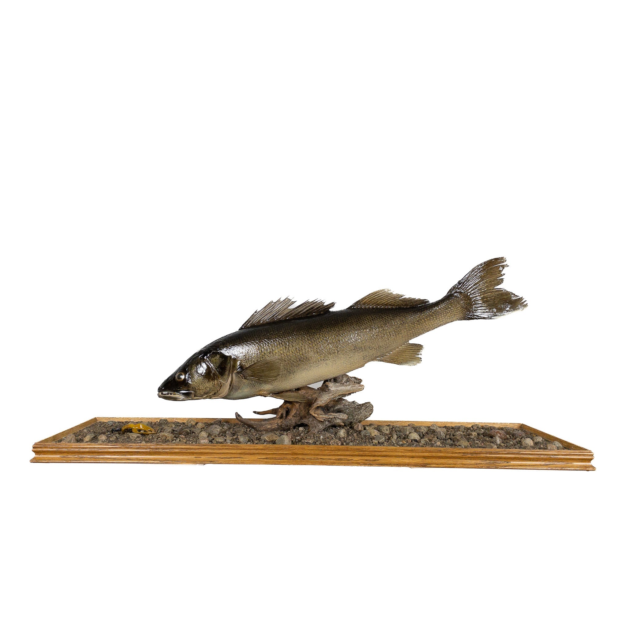 Walleye Fish Mount in Glass Showcase Glass Show case - Grade: Remarkab ...