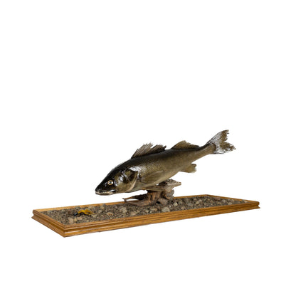 A Home Decor Taxidermy Fish Mount in Glass Showcase Walleye Glass Show case of Grade Remarkable