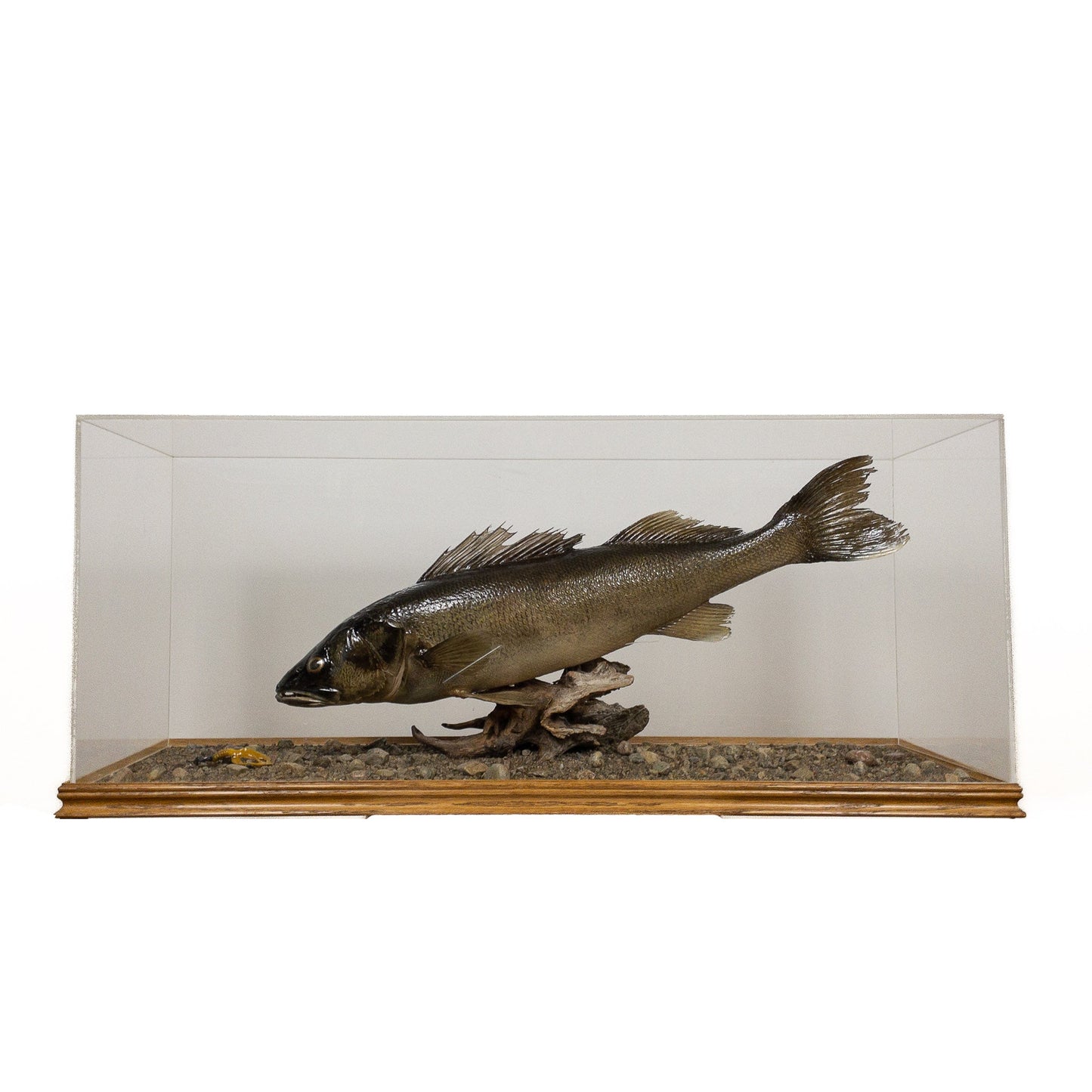 A Home Decor Taxidermy Fish Mount in Glass Showcase Walleye Glass Show case of Grade Remarkable