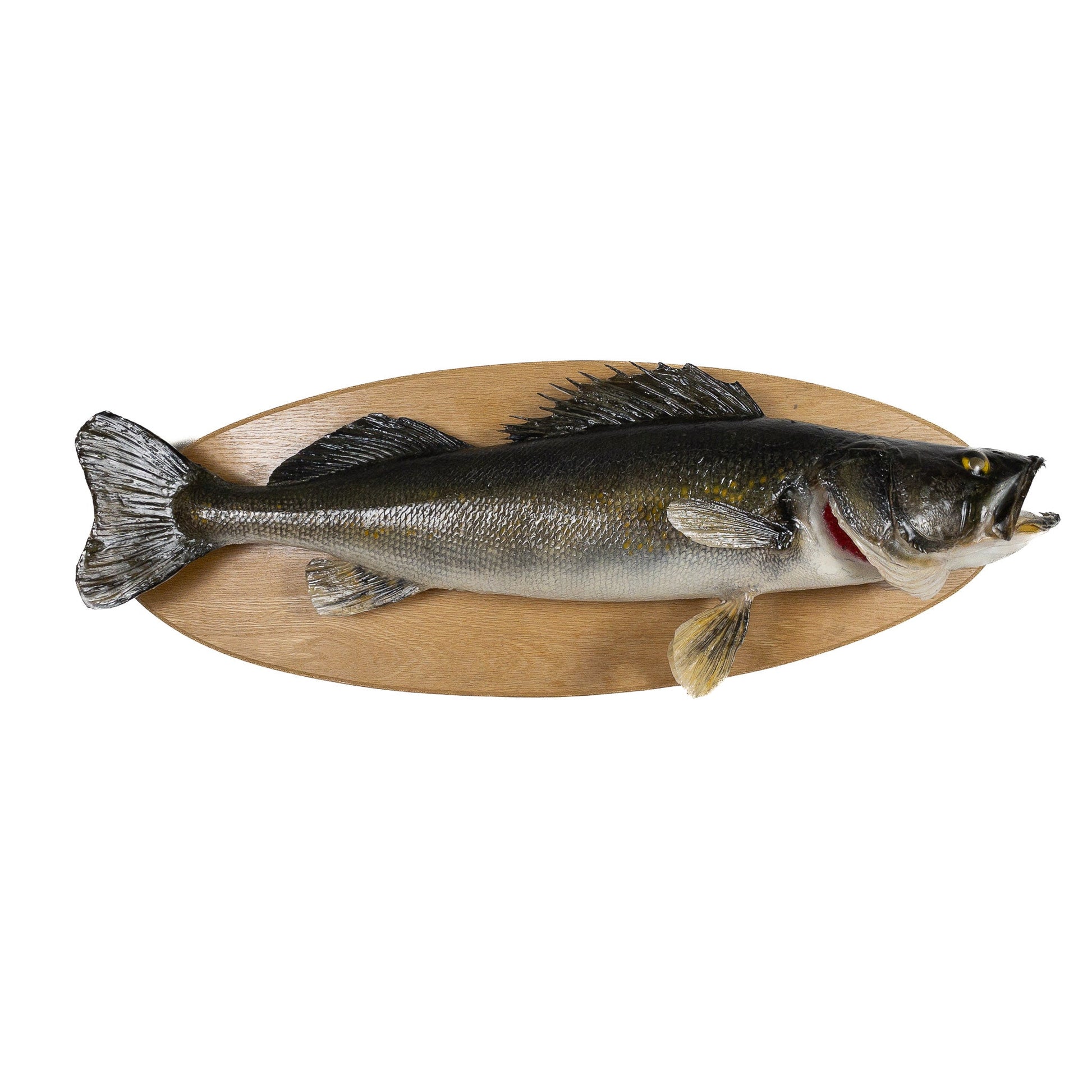 Walleye Fish Mount - Grade: Remarkable - Item # 1199