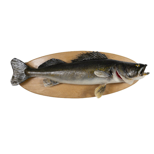 A Home Decor Taxidermy Fish Mount Walleyeof Grade Remarkable