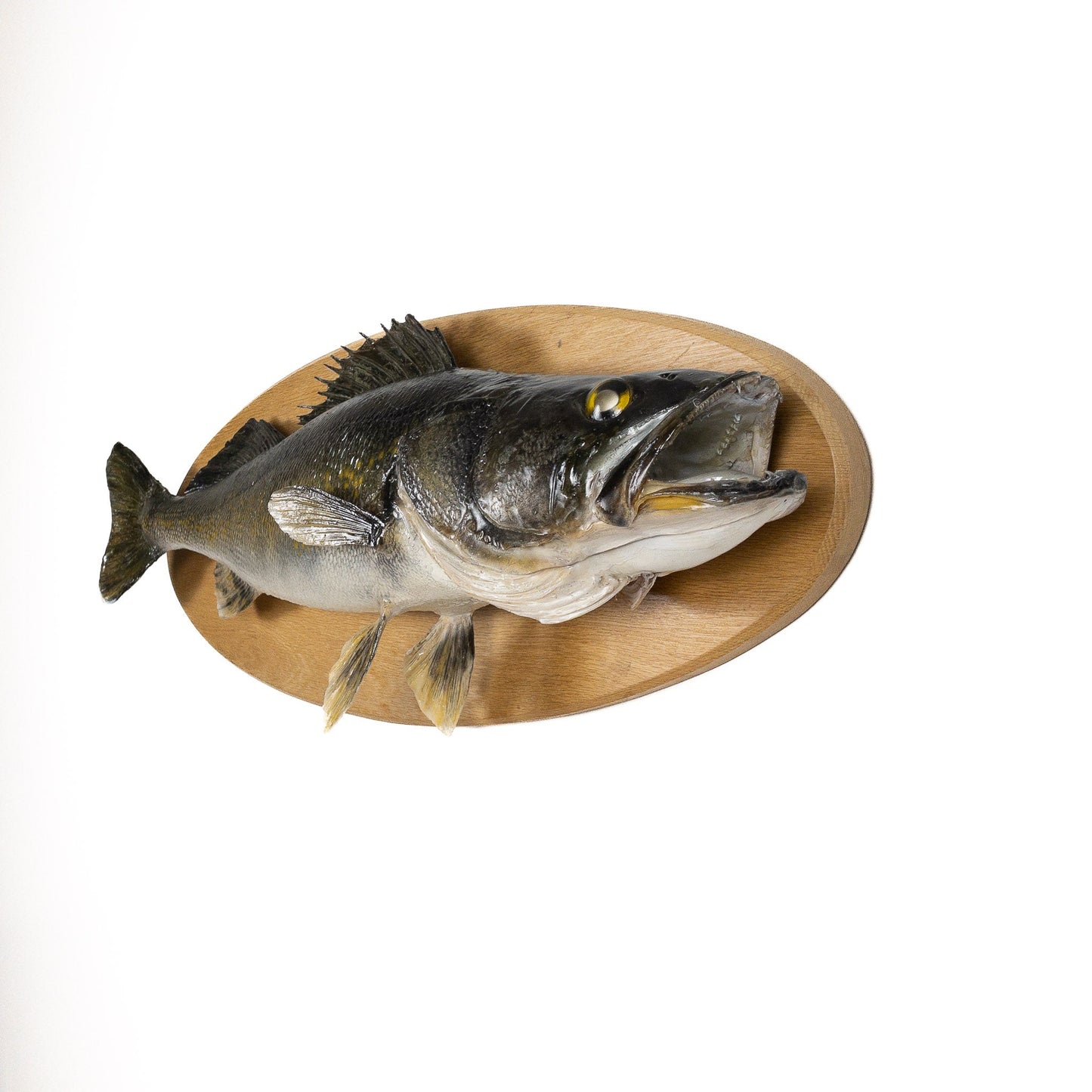 A Home Decor Taxidermy Fish Mount Walleyeof Grade Remarkable