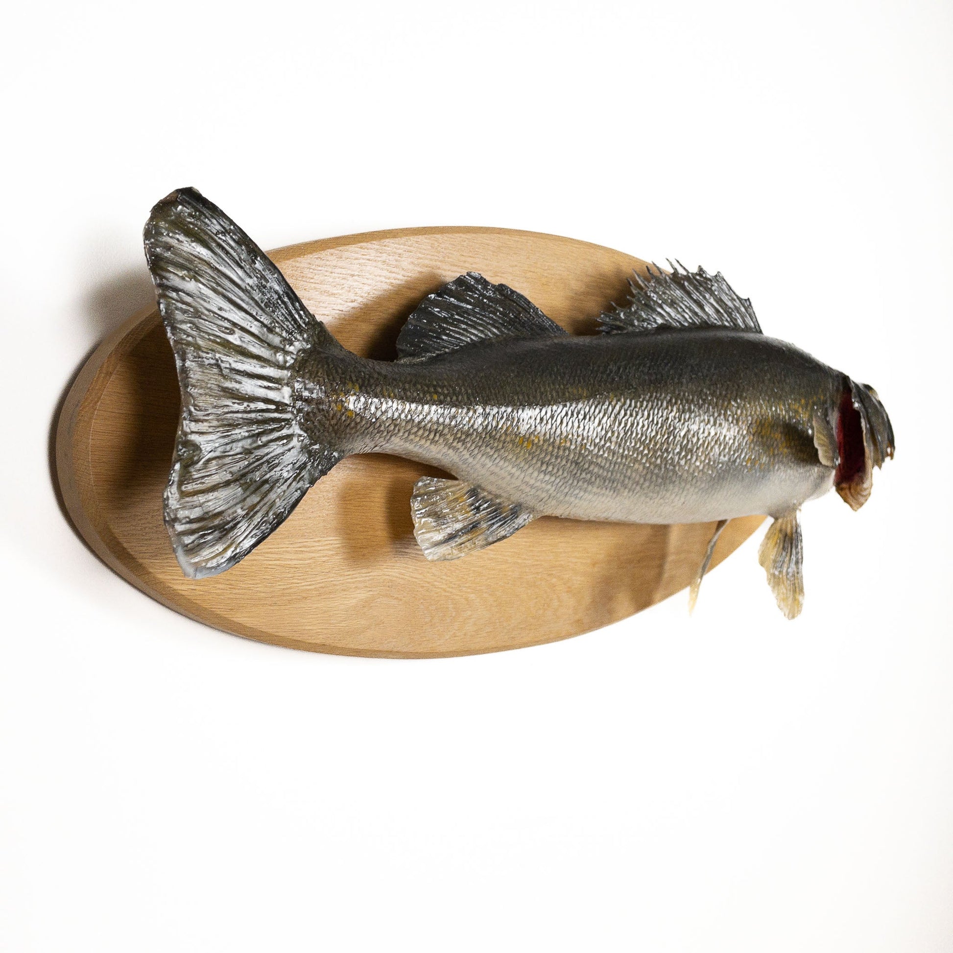 A Home Decor Taxidermy Fish Mount Walleyeof Grade Remarkable