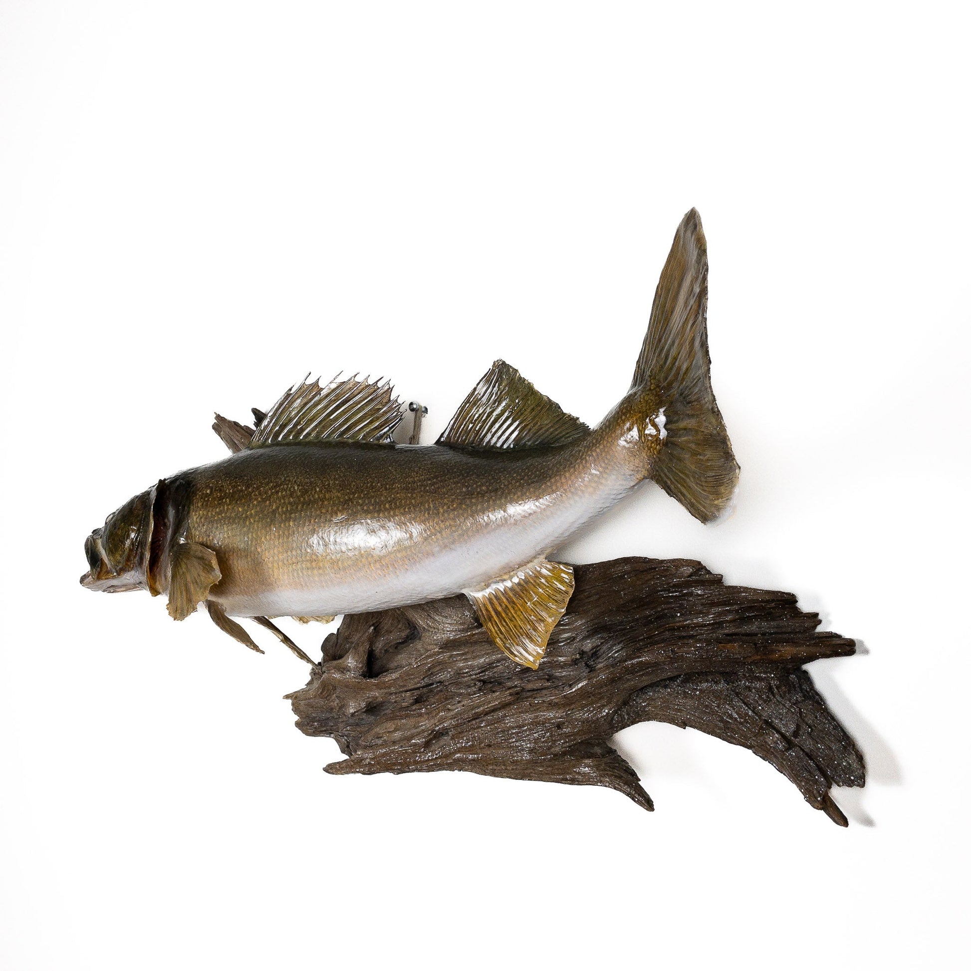 Walleye Fish Mount - Grade: Remarkable - Item # 1201