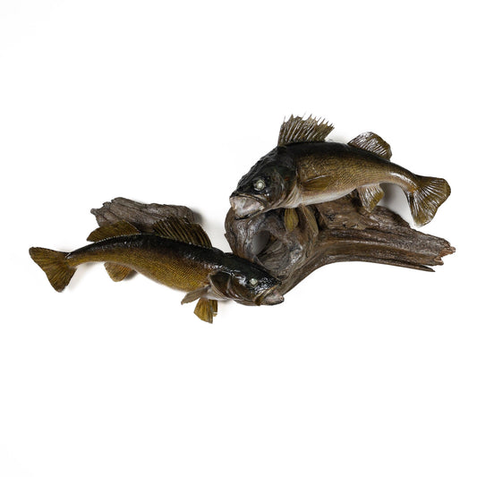 A Home Decor Taxidermy Fish Mount 2 Walleyeof Grade Remarkable