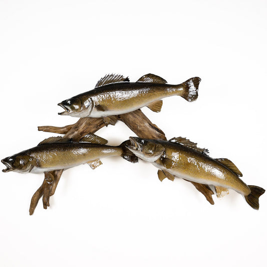 A Home Decor Taxidermy Fish Mount 3 Walleyeof Grade Remarkable