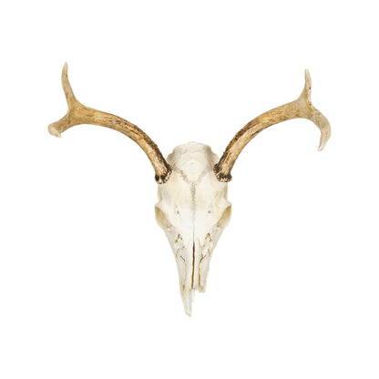 A Home Decor Taxidermy White-Tailed Deer European Skull of Grade Respectable