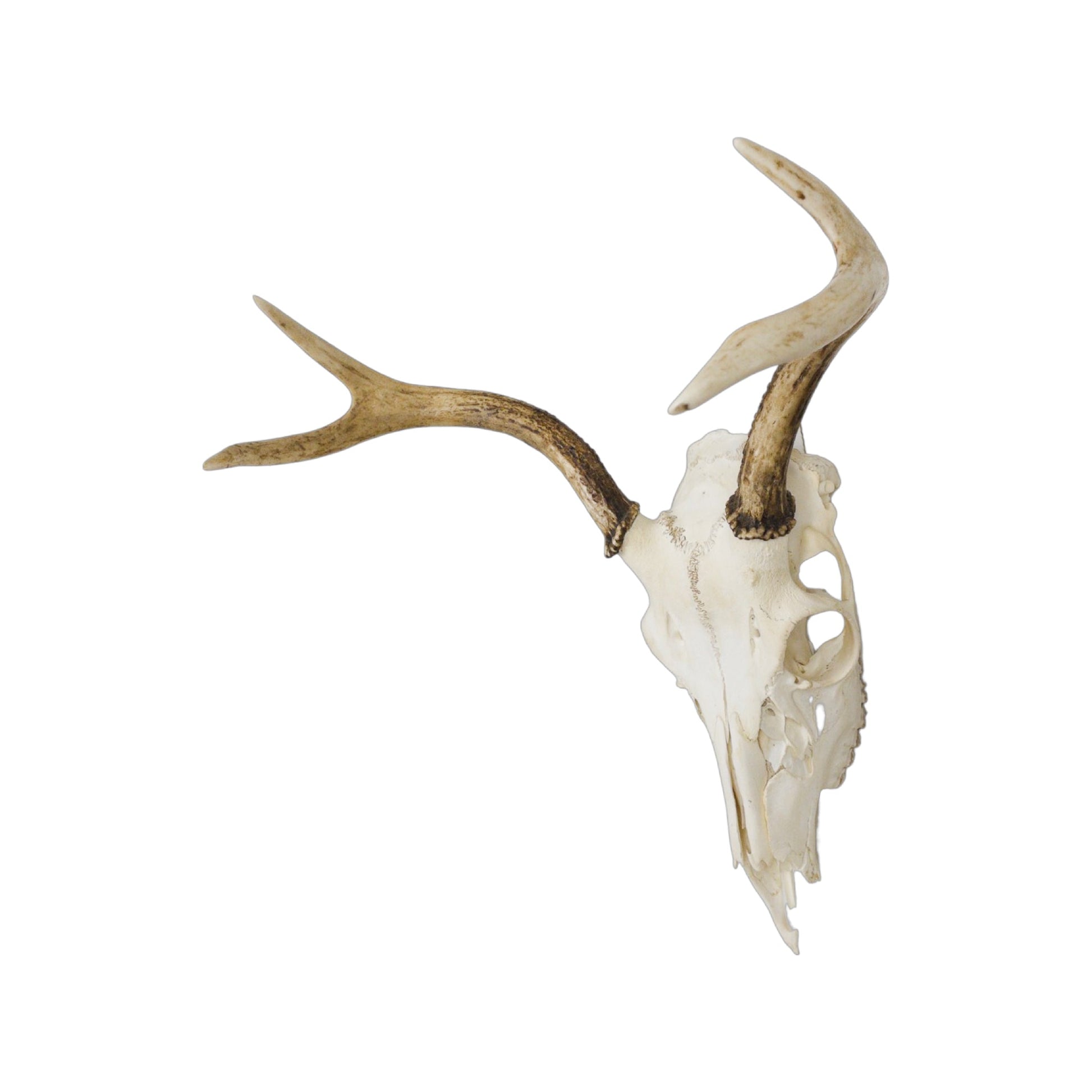 A Home Decor Taxidermy White-Tailed Deer European Skull of Grade Respectable