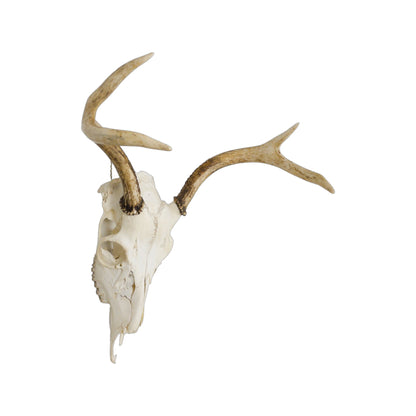 A Home Decor Taxidermy White-Tailed Deer European Skull of Grade Respectable